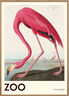 The Zoo Collection Pink Flamingo Edt. 001