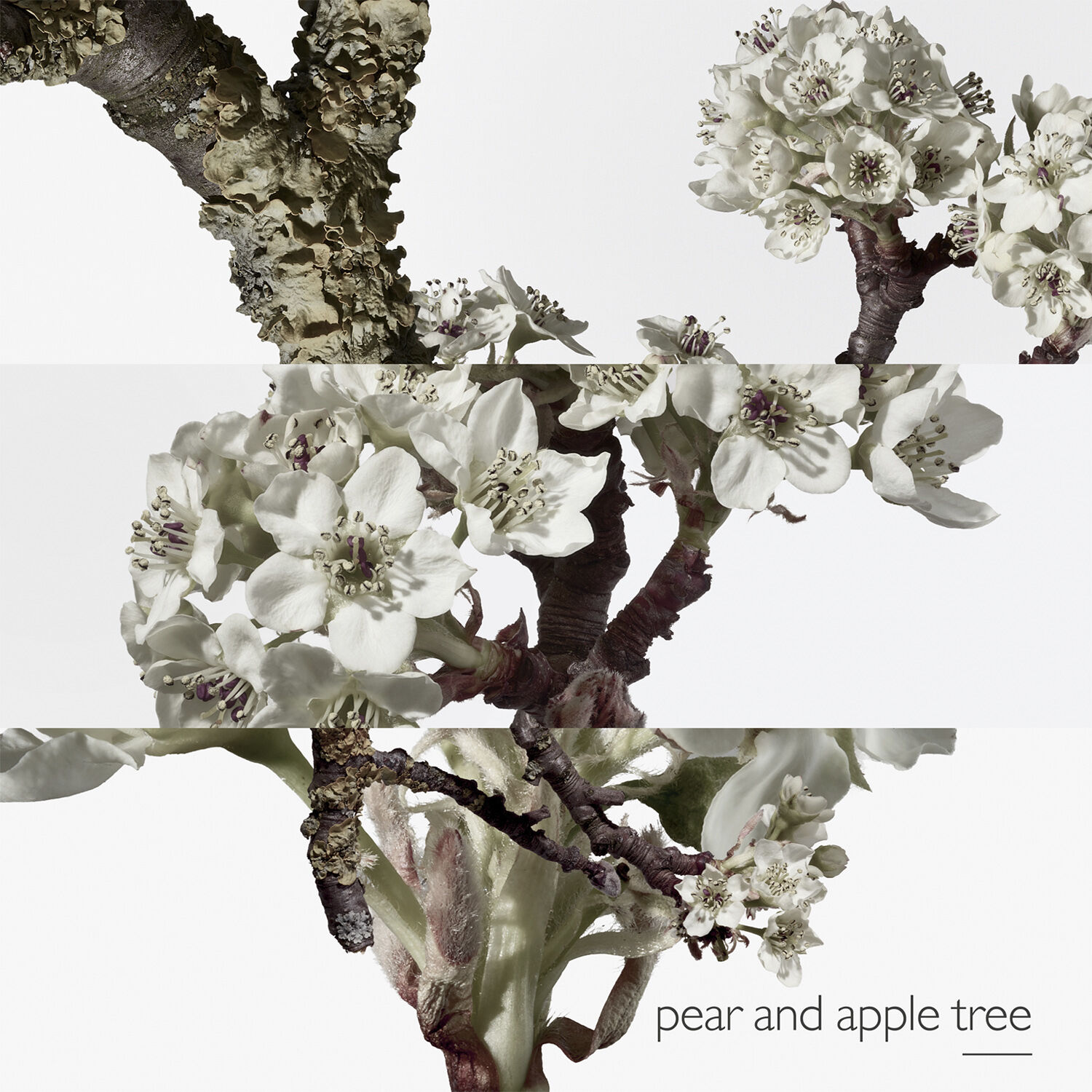 Un Jardin sur le Toit Eau de toilette