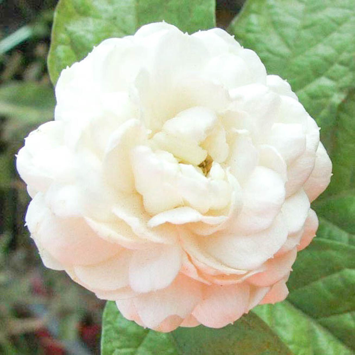 Solid parfume - Jasmine Sambac No. 19