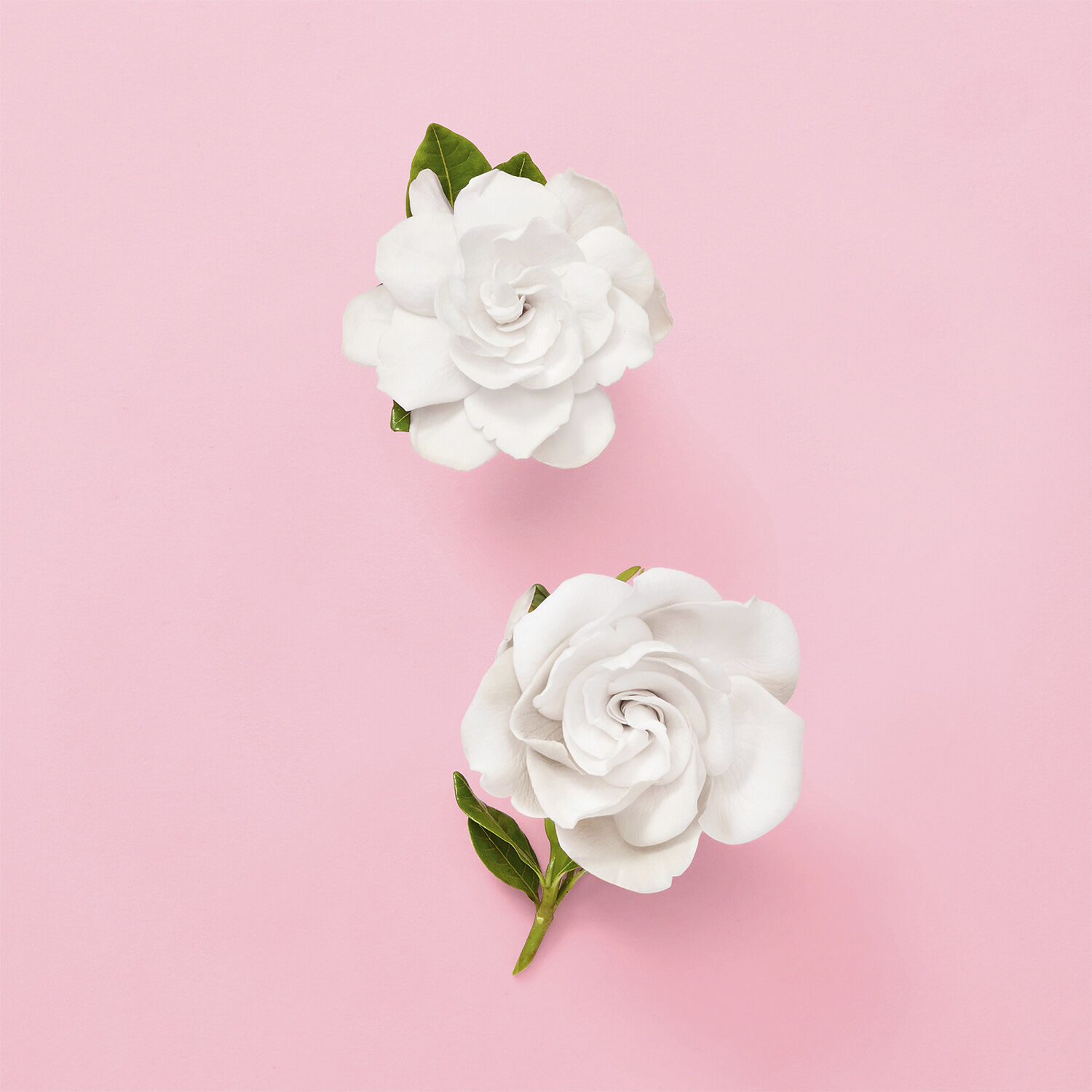 GUCCI Flora Gorgeous Gardenia Eau de parfum