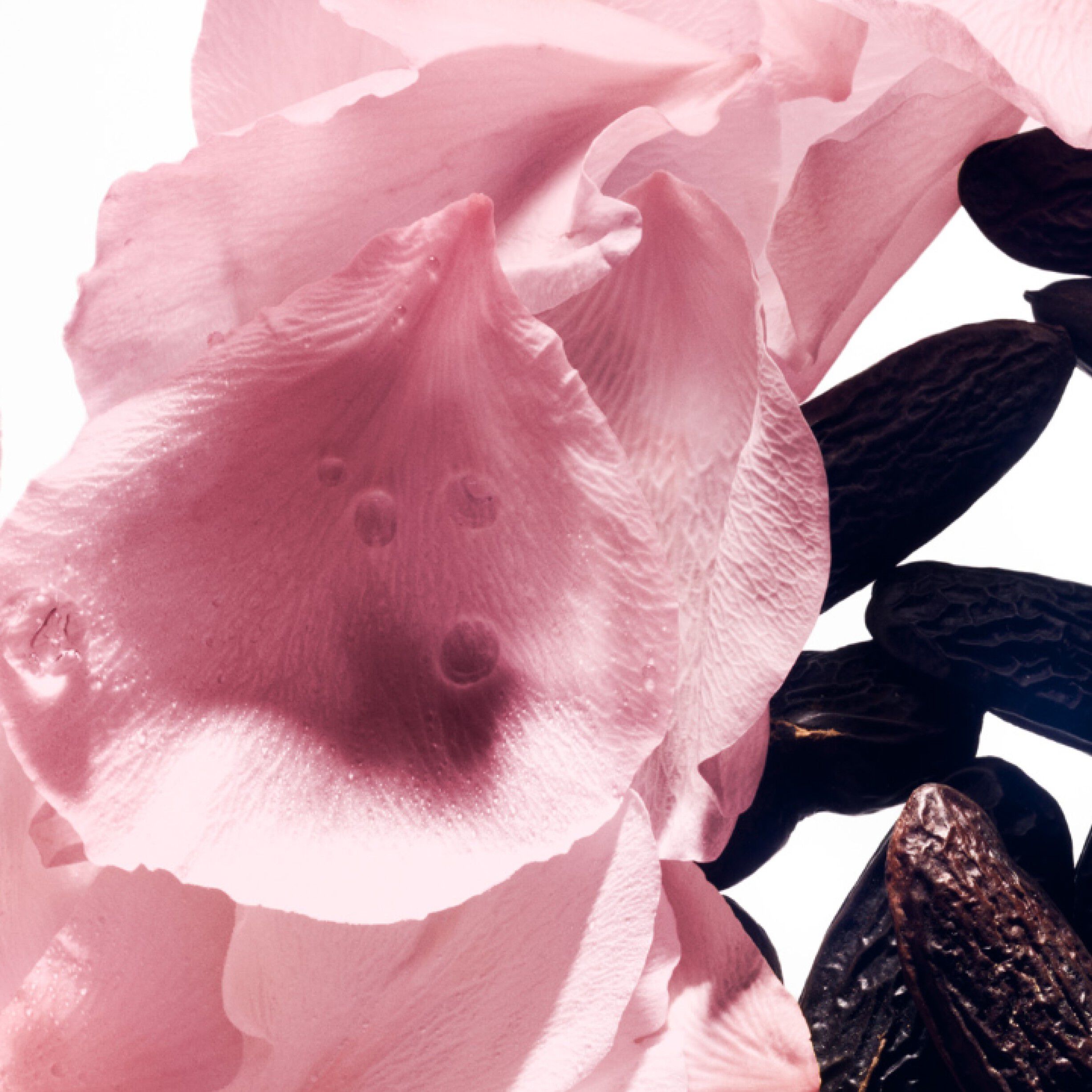 Rose de Soie