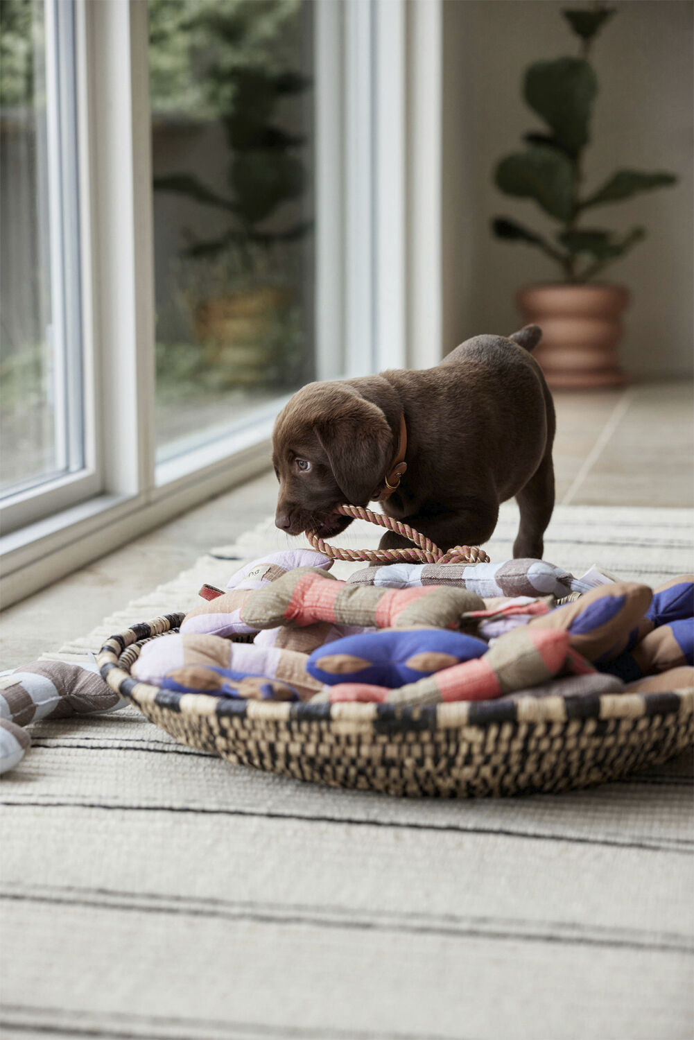 Ashi Hundeleget&oslash;j - Stor