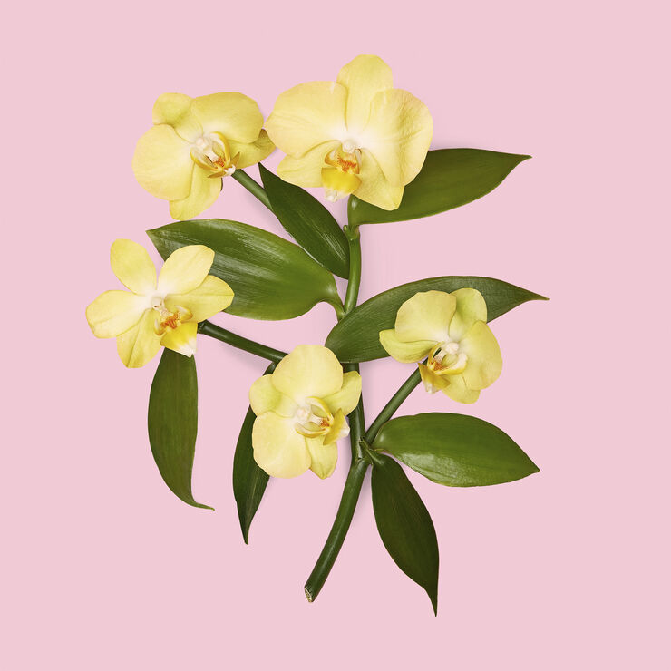 Flora Gorgeous Orchid Eau de parfum