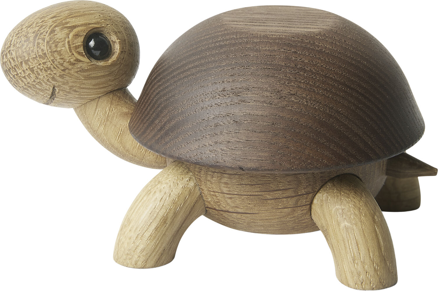 Speedy, skildpaddeunge