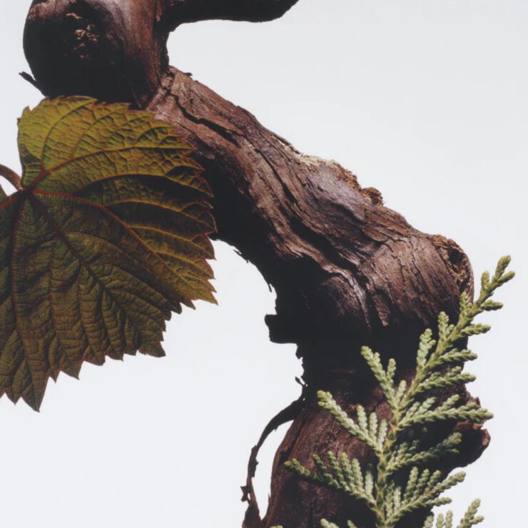 Cypress & Grapevine Scented Classic Candle