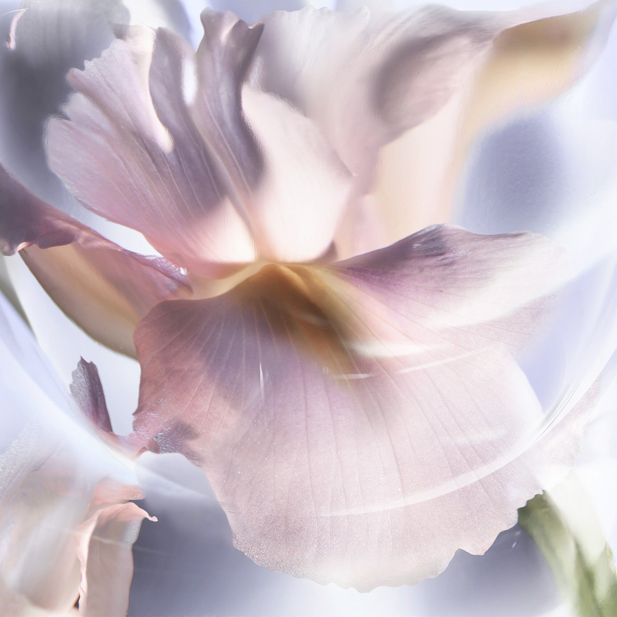 LVEB IRIS INFINI NEW EDP V100ML