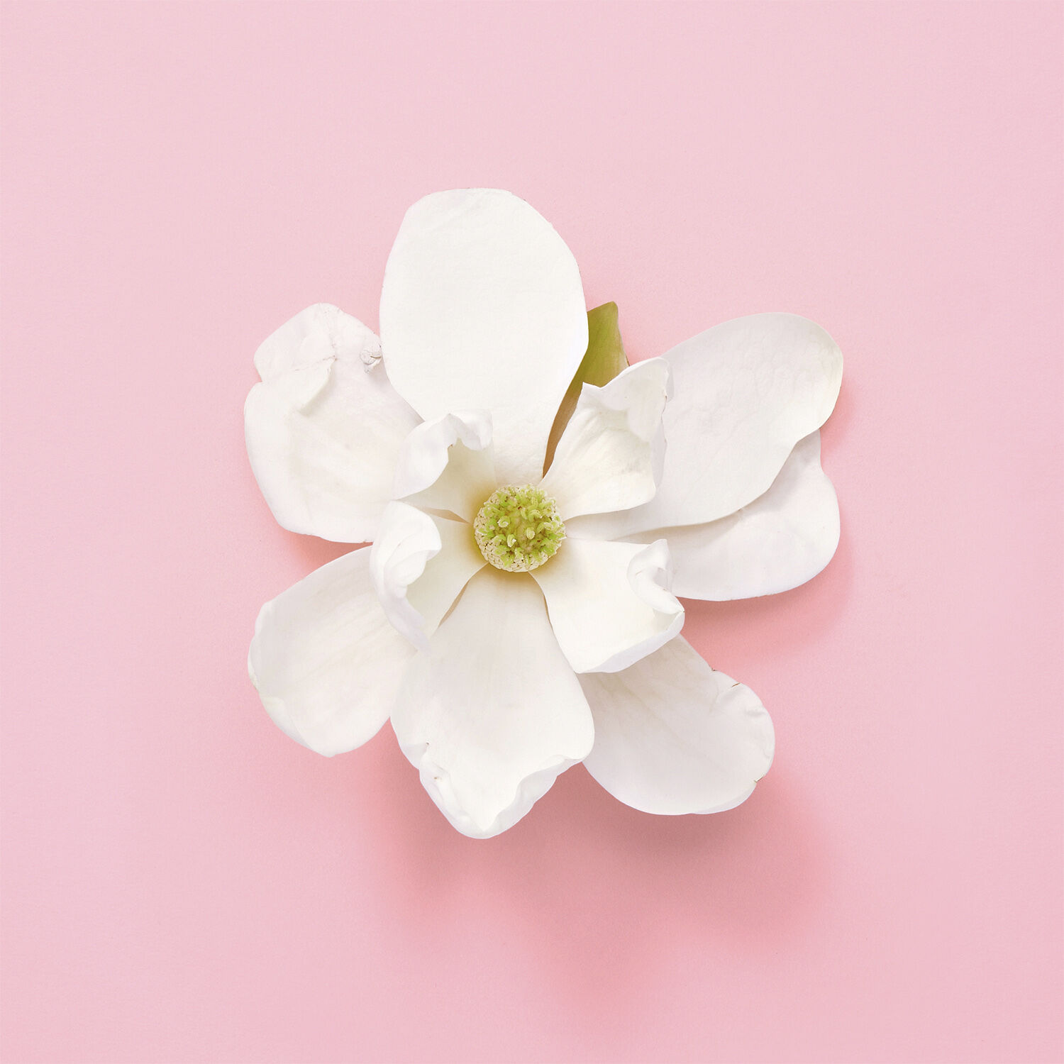 Gucci Flora Gorgeous Jasmine Eau de Parfum