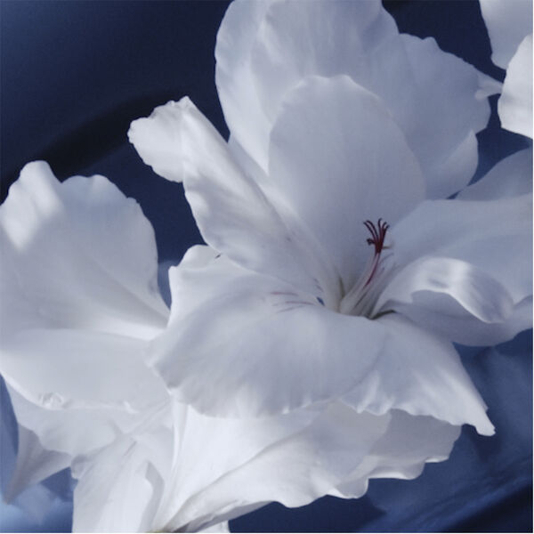 Y L'Elixir Eau de Parfum 60 ML