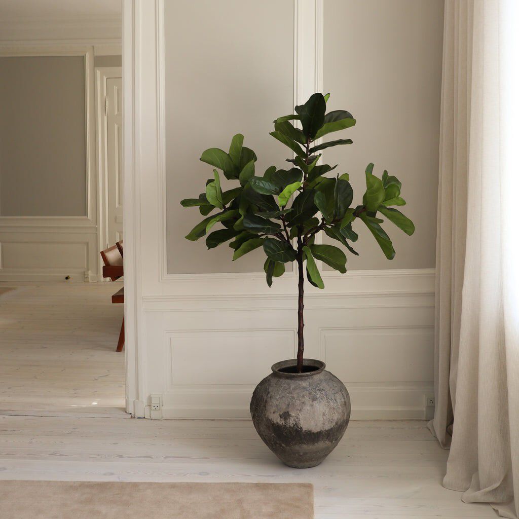 Fiddle Leaf Fig