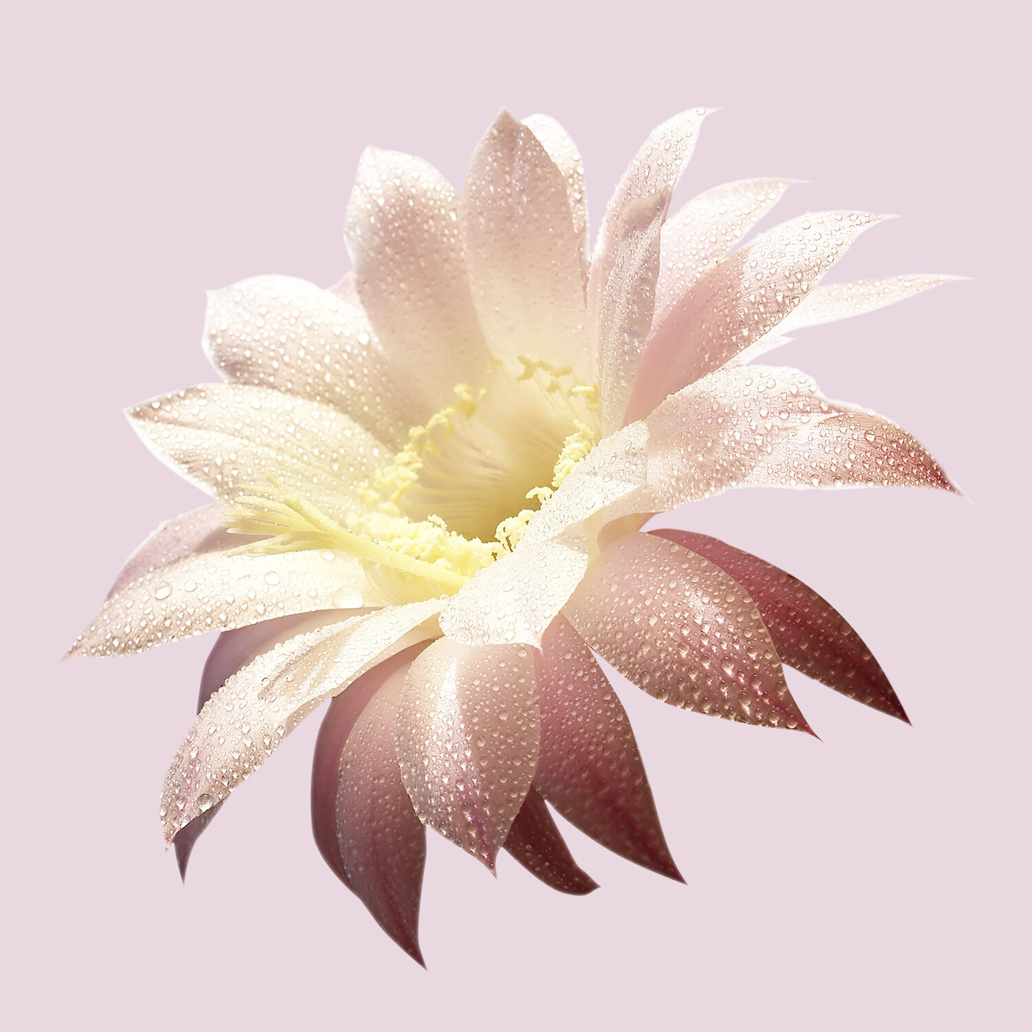 Ma Vie Eau De Parfum