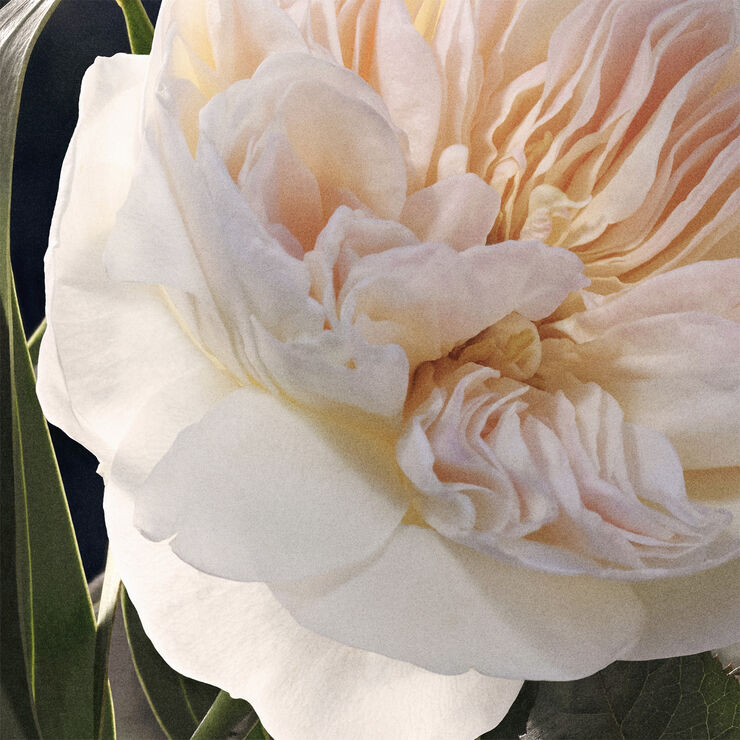 Chloé Eau de Parfum