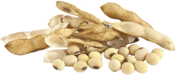 Organic Mallowsmooth Shampoo