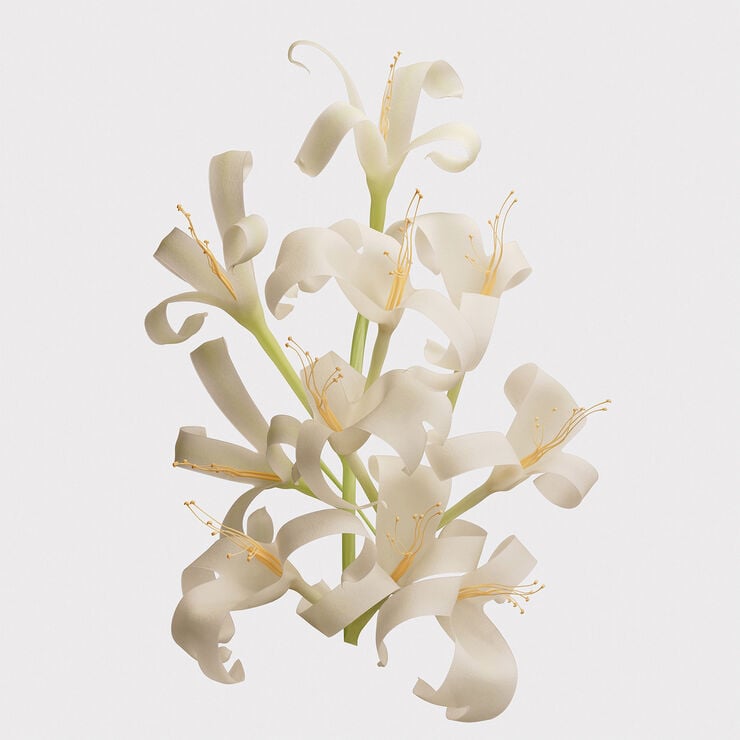 BURBERRY Her Eau de toilette