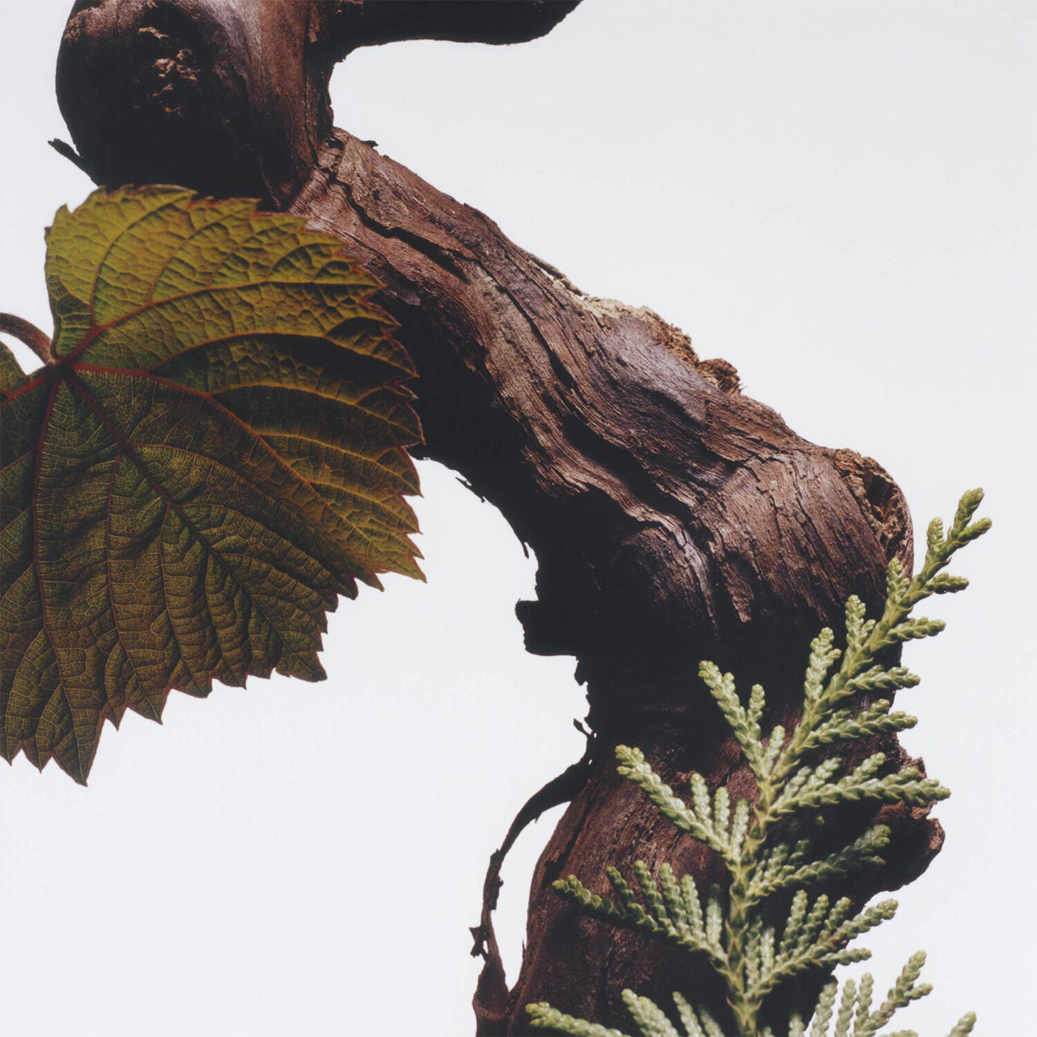 Cypress & Grapevine Cologne Intense