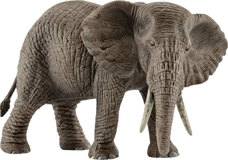 Sch African elephant female