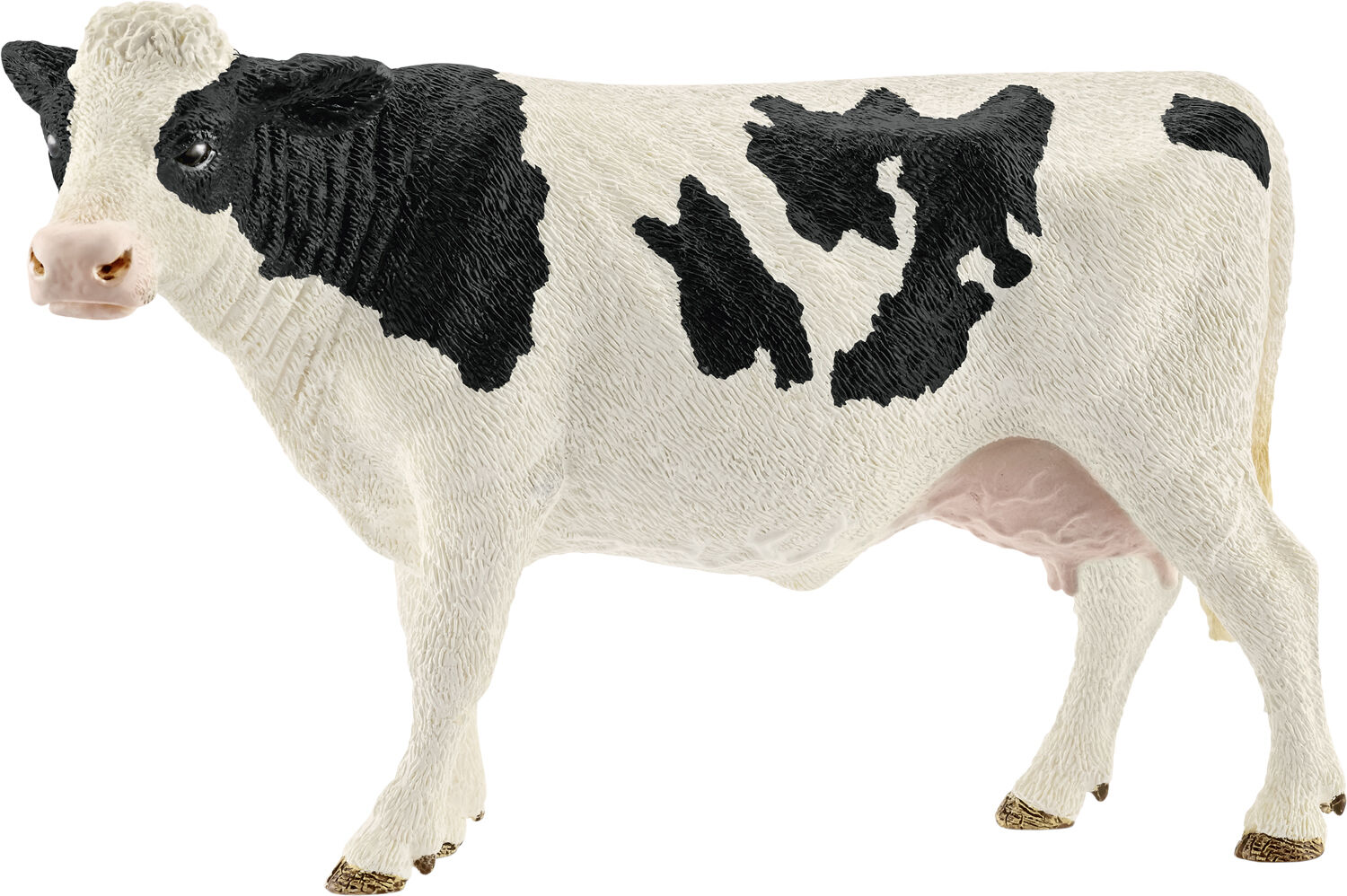 SCH13797 Holstein cow