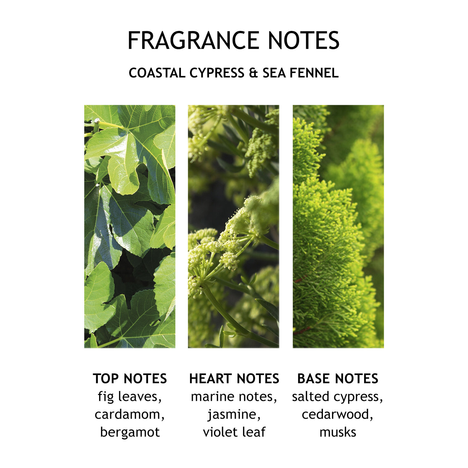 Coastal Cypress & Sea Fennel Fine Liquid Hand Wash