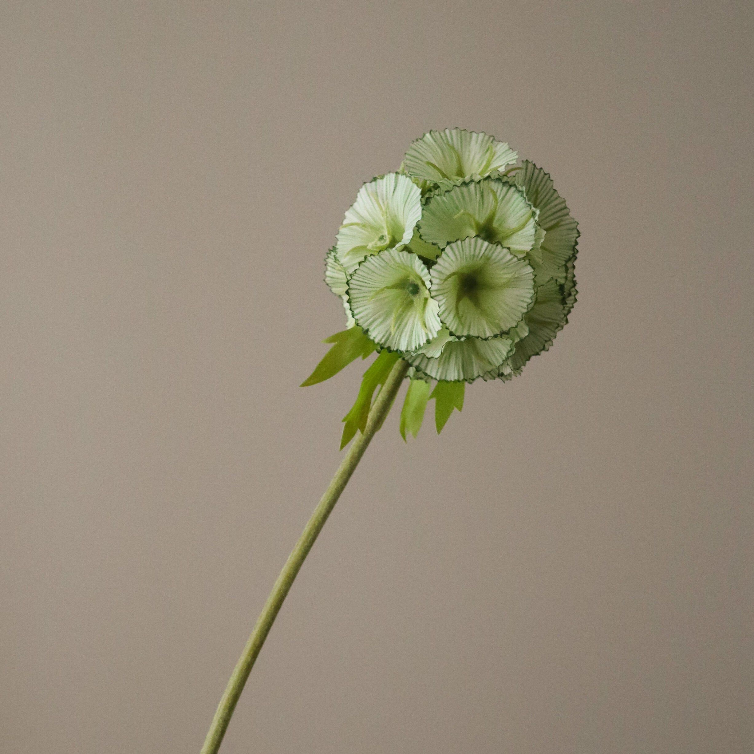 Scabiosa Seed Pod Flower