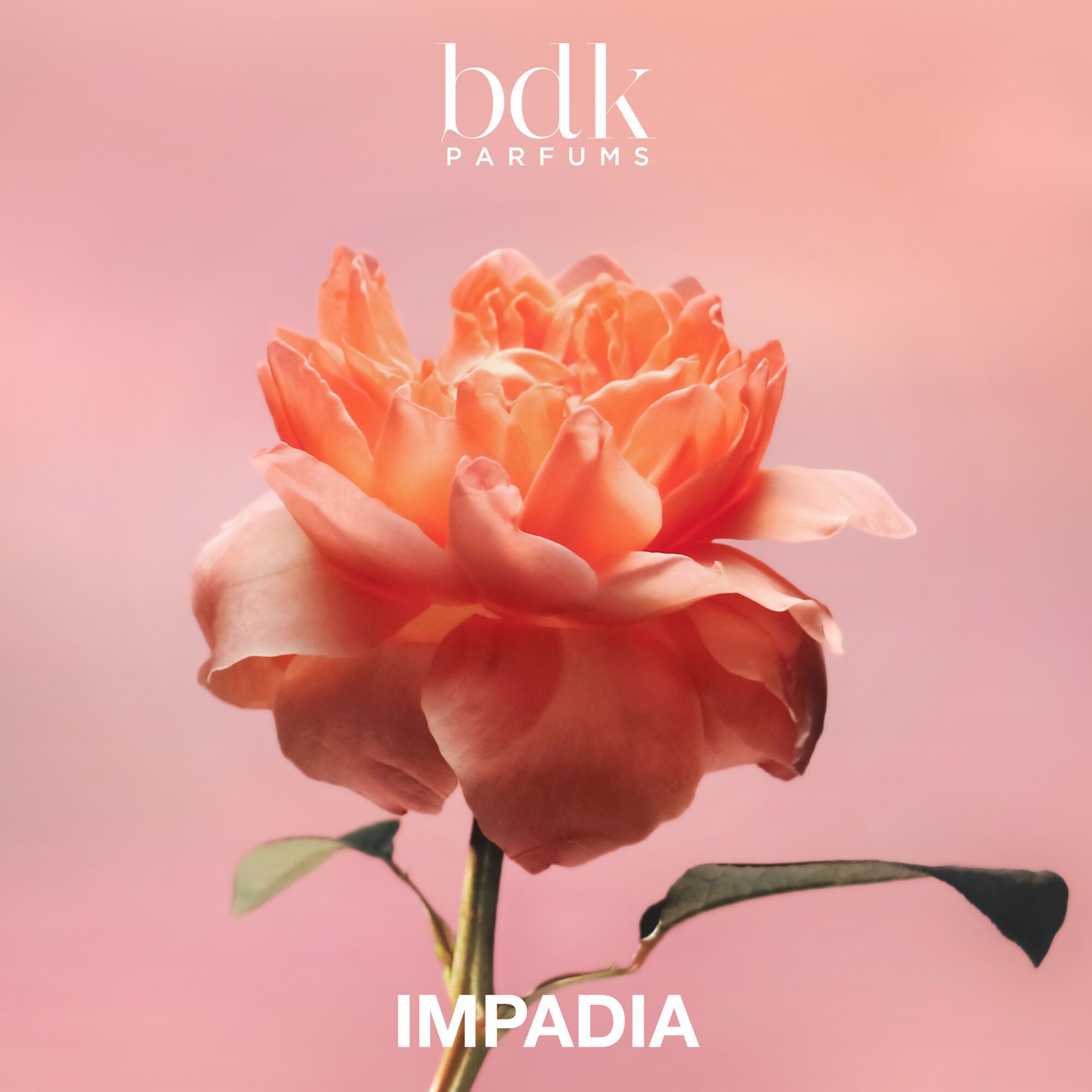 IMPADIA - Eau de Parfum 100 ML